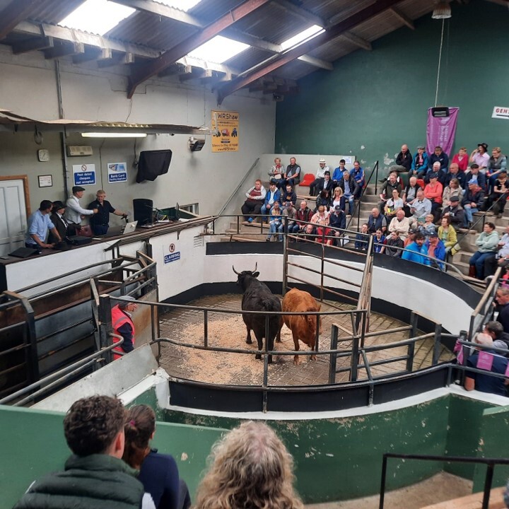 Rare Breed Show in Co. Longford