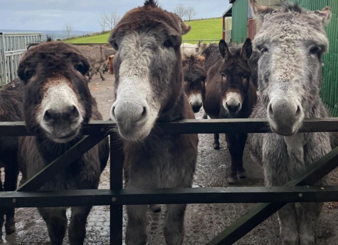 Sathya Sai Donkey Sanctuary Event