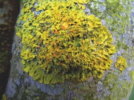 Looking at Lichens: Display and Film