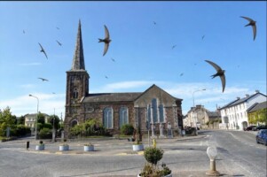 The Extraordinary Life of the Most Airborne of Birds, The Common Swift with Noel Linehan