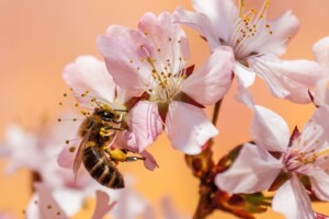 A Floral Installation : 5 wild bees of Ireland