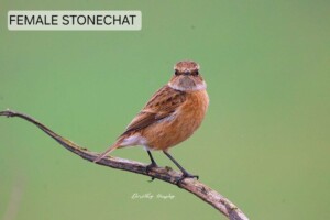 Wings Over Youghal: Discover the Birds of East Cork