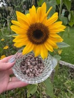 Heritage Seed Saving workshop