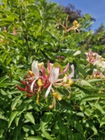 Guided Wild Medicine Walk in Maynooth