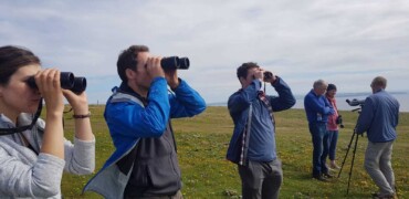 Dolphin and Whale Watching at Hags Head