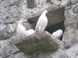 The Pigeon Houses of County Galway