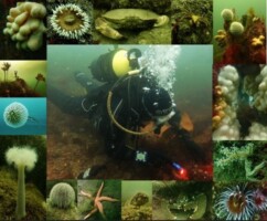 Exploring Foundations: 'Our Coast at Greenore, its Biodiversity and History'