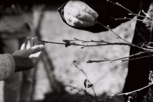 Wild Food Foraging & Natural Plant Dying workshops.
