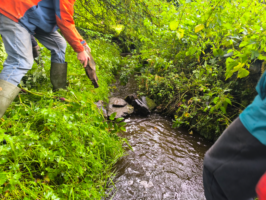 Walk and Talk:  Beavers in Ireland - past, present and future.