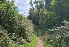 Hedgerows of Ireland