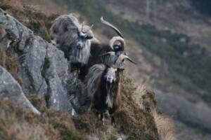 A walk into the wild - the search for the Old Irish Goat