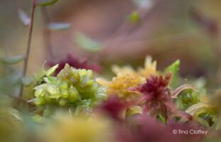 The Bog of Small Things - their hidden beauty