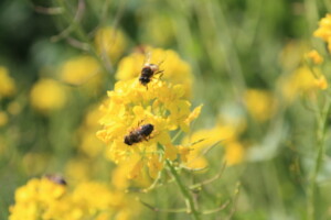 Planting For Pollinators