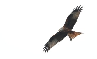 Red Kite Talk & Walk