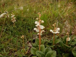 Managing Dunes and Forestry for Biodiversity at Murvagh