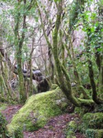 Trees and Mythology Guided Walk at Brigit's Garden