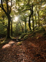 National Park Tree Hunt in Glendalough