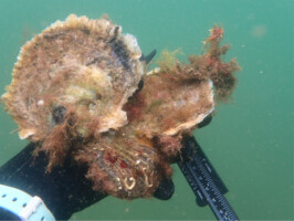 Community Oyster Art Workshop