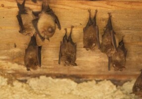 Guided Bat Walk