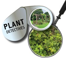 Plant Detectives: Peace Park, Bantry