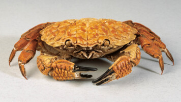 Heritage Week Drop-ins at the Dead Zoo Lab