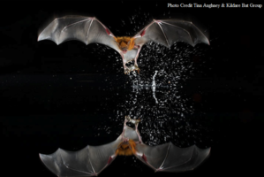 Bat Walk in the Liffey Linear Park, Newbridge