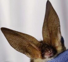 Bat Walk in Ballybofey/Stranorlar, Donegal