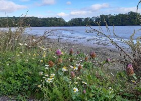 Nature Walk at Saleen Creek