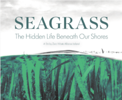 Seagrass: The Hidden Life Beneath Our Shores – Film Screening