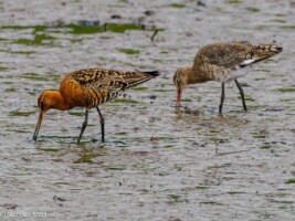 Discover the Wild Birds of Rosscarbery Estuary