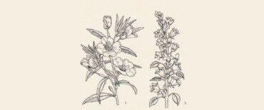 Botanical Drawing in the Garden