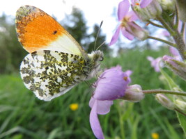 Nature Walk in Cregduff Woods
