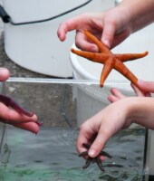 Touch Tanks at Lough Hyne
