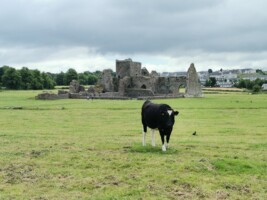 Bilingual Tour of Hore Abbey (Irish and English)