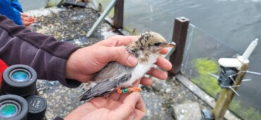 Common Tern Project -Galway City