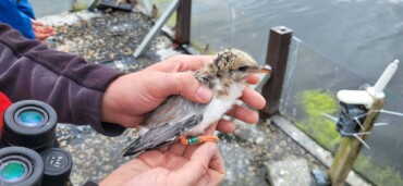 Galway to The Gambia - Common Terns in Lough Atalia