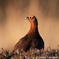 Guided Walk on the Ballydangan Bog Red Grouse Project