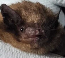 Heritage Week Bat Safari