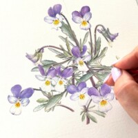 Wild & Garden Botanicals: Botanical Art Workshop