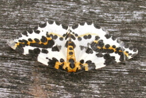 Nature Around the Clock: Supporting Pollinators by Day and Night