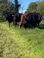 Farm Walk