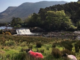 Discover the Heritage of North Conemara Bus Tour led by Michael Gibbons