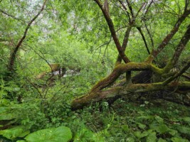 DISCOVERING THE BOYNE’S ALLUVIAL WOODLAND AT OLDBRIDGE