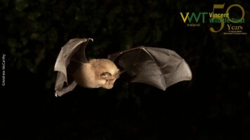 The Lesser Horseshoe Bat