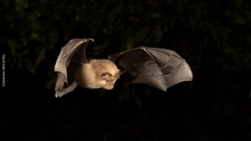 Bat Walk: Discover the Lesser Horseshoe Bat in County Clare!