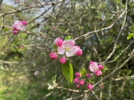 Clontuskert Heritage Orchard Mapping Project - Our Living Heritage