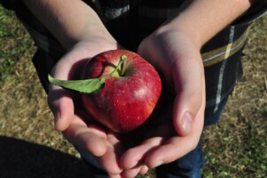 Future Orchard Cork presents 'Exploring Our Foundations'