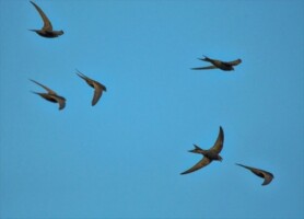 Athlone - An Evening of Nature Discussions