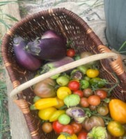 Athlone Biodiversity Workshop Preserving the Past through Our Food Culture