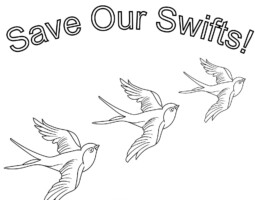 Save Our Swifts: The Bio-Diversity Legacy of Bailieborough